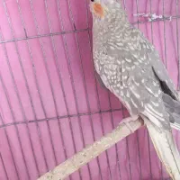 عروس هلندی ماده|پرنده|قم, ولیعصر|دیوار