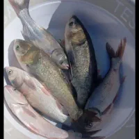 ماهی قزل ارگانیک تازه زنده