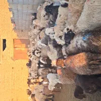 ۱۴۰ راس گوسفند|حیوانات مزرعه|آباده, |دیوار