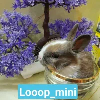 کادوی|موش و خرگوش|بروجرد, |دیوار