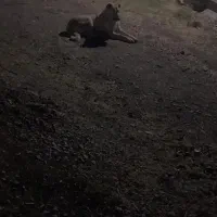 سگ گانگال ۱۷ ماهه