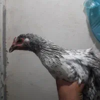 یک عدد مرغ جوان واروک در محدوه مسکن مهر گم شده