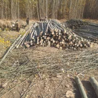 چوب گلخانه ای|خدمات باغبانی و درختکاری|پیر بکران, |دیوار