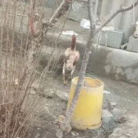 3500000|حیوانات مزرعه|فیرورق, |دیوار