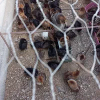 تخفیف ویژه اردک و جوجه محلی|حیوانات مزرعه|برازجان, |دیوار