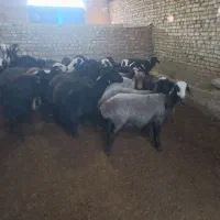 میش افشار آبستن و بره دار|حیوانات مزرعه|اشکذر, |دیوار