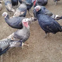 بقلمون نر و ماده