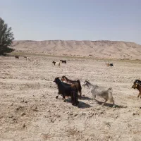 بز چاق ابستن