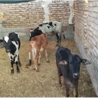 فروش انواع گاو و گوساله