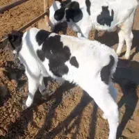 گوساله نر دو راس