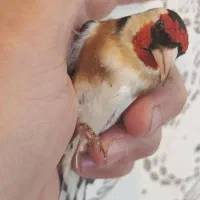 سهره نر|پرنده|تهران, دولاب|دیوار