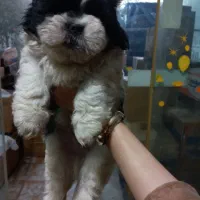 یک عددتوله نر شیتزومالتیز عروسکی