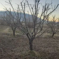 خرید انواع چوب درختان میوه وبیشه|خدمات باغبانی و درختکاری|بروجرد, |دیوار