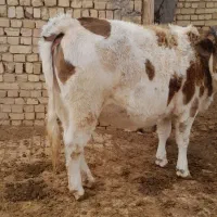 تلیسه سیمتال چاق|حیوانات مزرعه|تاکستان, |دیوار