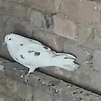 کفتر خوب|پرنده|قم, آزادگان|دیوار