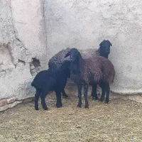 فروش دوراس میش