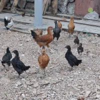 مرغ خروس لری اصل جنوبی|حیوانات مزرعه|اصفهان, براآن شمالی|دیوار
