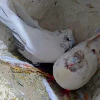 جفت تهرانی خوشگل|پرنده|شیروان (لرستان), |دیوار