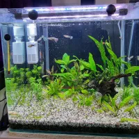 آکواریوم پلنت شیشه خم شرکتی