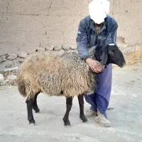 قوچ دو دندون هترو و همو اصل