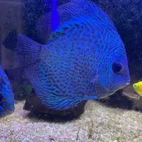 دیسکس ۳ عدد