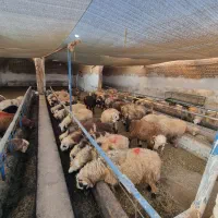 گوسفند بره نر و ماده