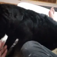 واگذاری یک عدد سگ اشپیتز روباهی ماده