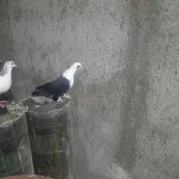 تعدادی گرفتنی