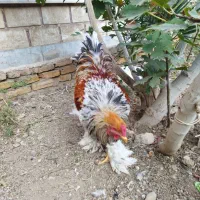 حیوانات|حیوانات مزرعه|پاکدشت, حصار امیر|دیوار