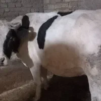 گاو آبستن|حیوانات مزرعه|سیلاخور, |دیوار