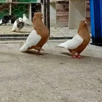 سینه زرد درجه یک کمر بالا