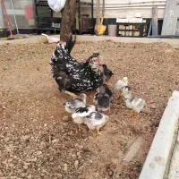 جوجه مرغ و خروس گلین اصل|حیوانات مزرعه|شیراز, شهرک گلستان|دیوار