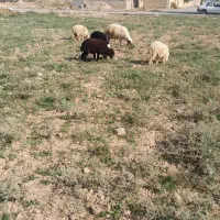 گوسفند وبره درجه یک ومفت