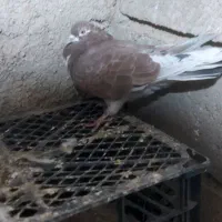 ۱۳تا کبوتر تضمینی بالای ۷و۸ ساعتی