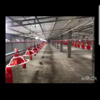 فروش مرغداری نکا|فروش دفتر صنعتی، کشاورزی، تجاری|نکا, |دیوار