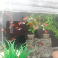 ماهی گوپی|ماهی|اصفهان, ملکشهر|دیوار