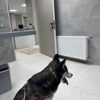 دوبرمن وهاسگی شیتزو