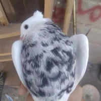 کبوتر|پرنده|سرپل ذهاب, |دیوار