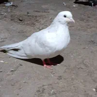 کبوتر|پرنده|گرمی, |دیوار