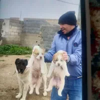 توله البای اصیل