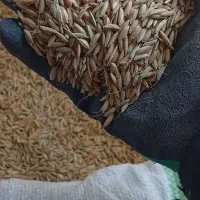 چلتوک برنج علی کاظمی