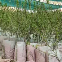 نهالستان پالیزدارای ارقام متنوع بادام گلدانی دیرگل