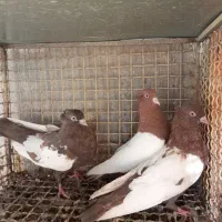 کبوتر خوبا|پرنده|شیراز, اصلاح‌نژاد|دیوار