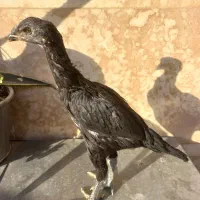 مرغ و جوجه لاری انگلیسی و هندی|حیوانات مزرعه|فردیس, شهرک ۱۱۰|دیوار