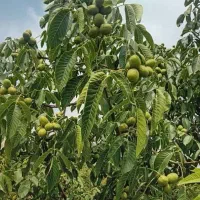 فروش نهال اصلاح شده|گل و گیاه طبیعی|تهران, هفت چنار|دیوار
