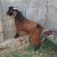 فروش فوری دوتروشت|حیوانات مزرعه|مهرستان, |دیوار