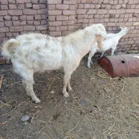 نربز وبزقاله وبز ابستن|حیوانات مزرعه|تربتحیدریه, آبشار|دیوار