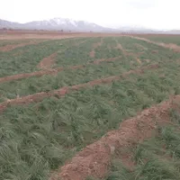 فروش زمین زراعی ۵ هکتار در تربت حیدریه