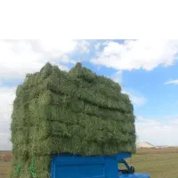 یونجه خشک
