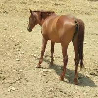 مادیان فروشی|اسب و تجهیزات اسبسواری|کلاشی, |دیوار